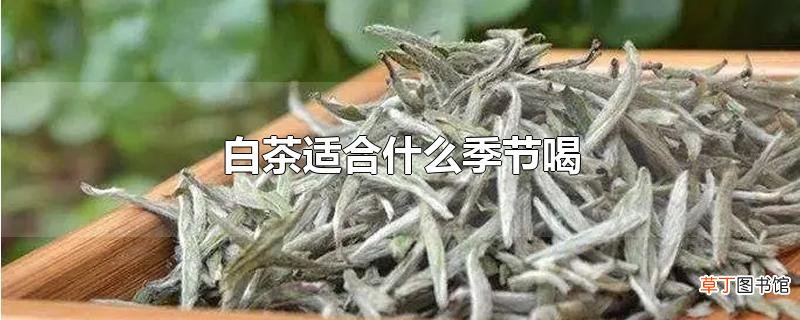 白茶适合什么季节喝