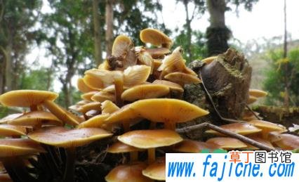 菌子轻微中毒几天能自愈 菌子中毒怎么自己治疗