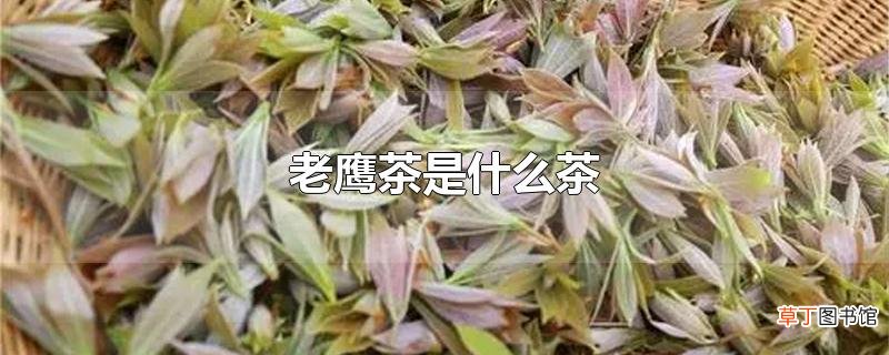 老鹰茶是什么茶