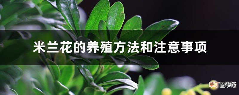 米兰花的养殖方法和注意事项