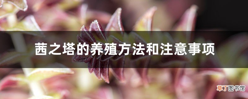 茜之塔的养殖方法和注意事项