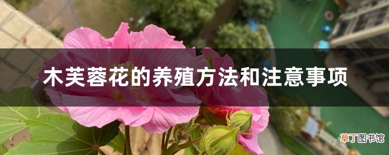 木芙蓉花的养殖方法和注意事项