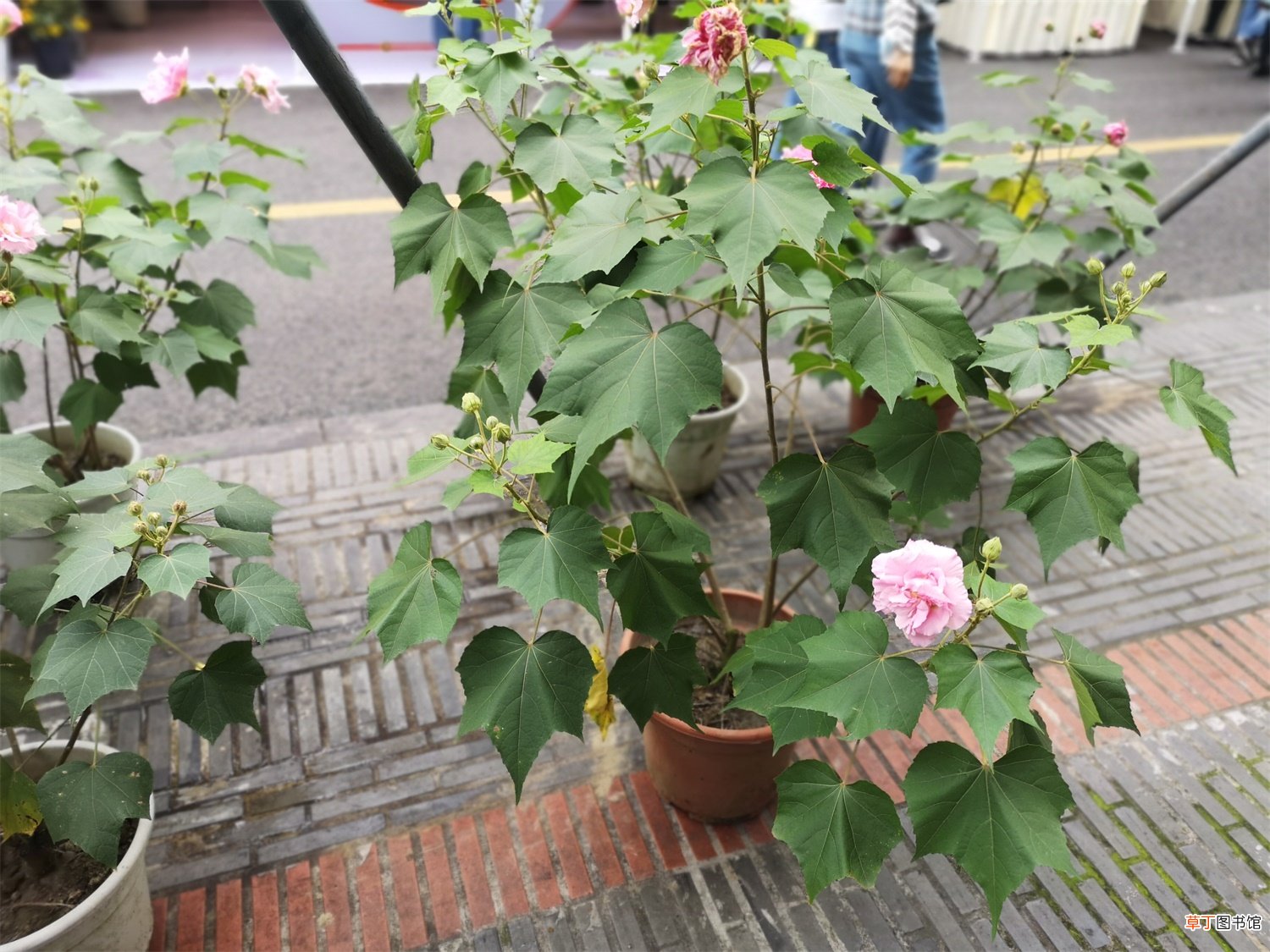 木芙蓉花的养殖方法和注意事项