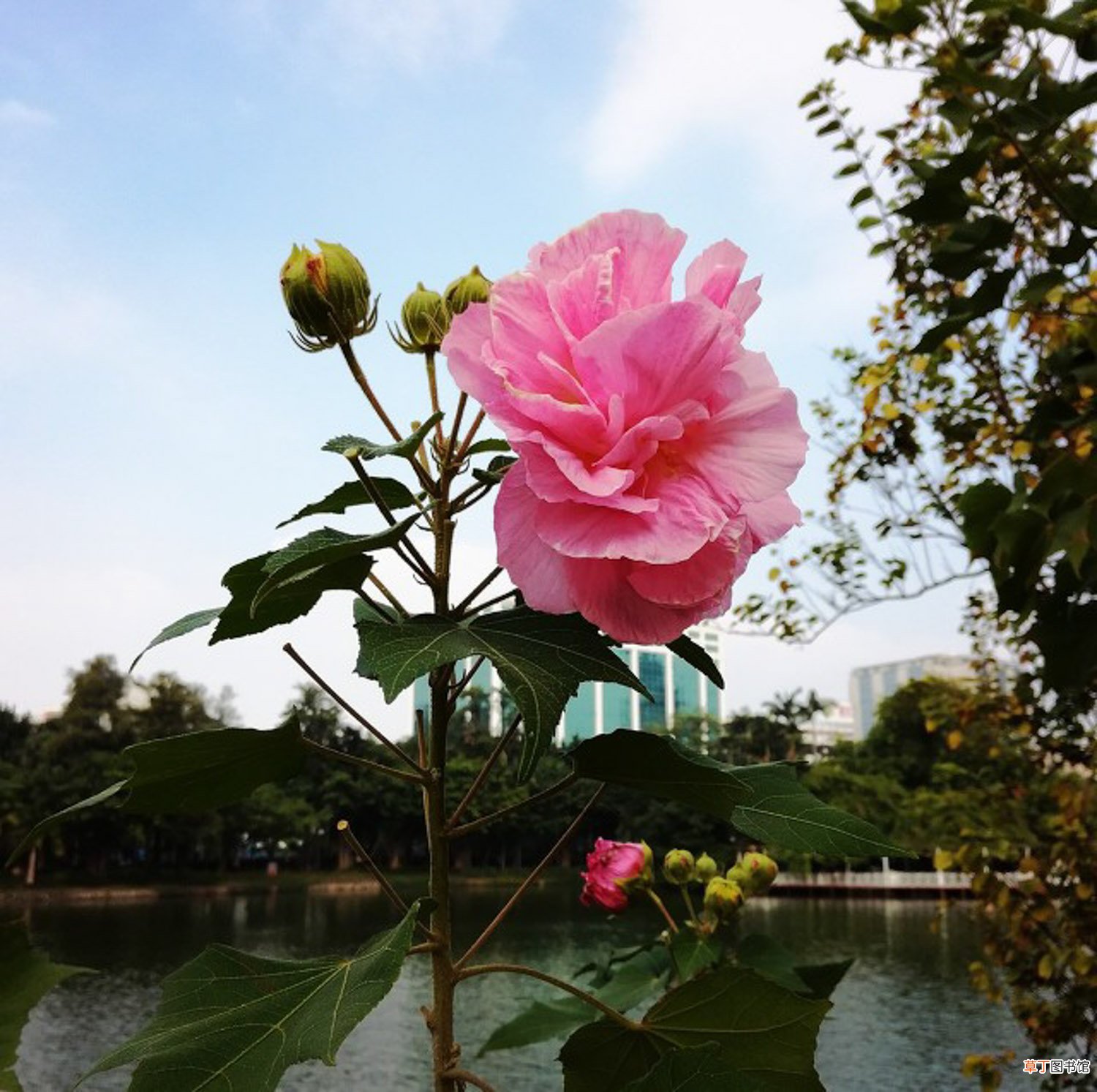 木芙蓉花的养殖方法和注意事项