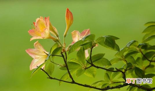 杜鹃花怎么种植？科学养殖杜鹃花的方法
