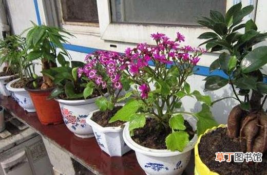 教你自制免费的养花肥料