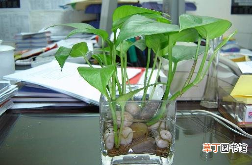 给水培花卉换水洗根的技巧