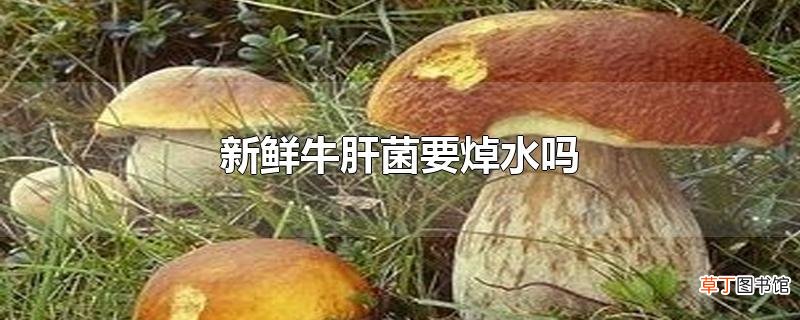新鲜牛肝菌要焯水吗