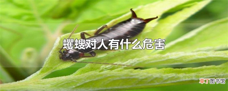 蠼螋对人有什么危害