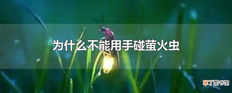 为什么不能用手碰萤火虫