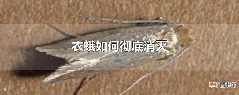衣蛾怎么彻底消灭