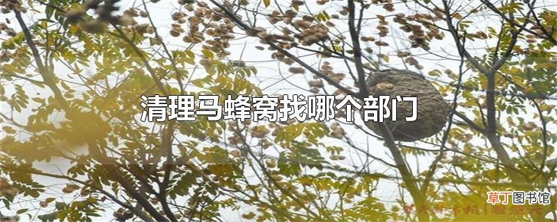 清理马蜂窝找哪个部门