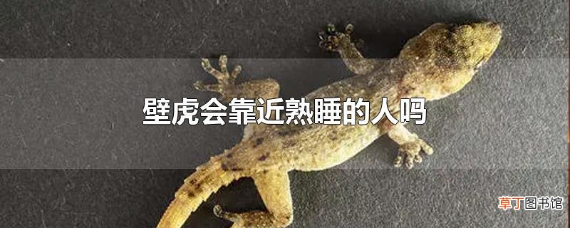 壁虎会靠近熟睡的人吗