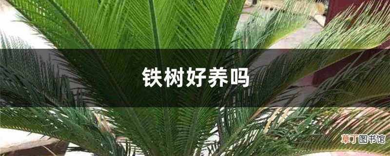 铁树好养吗