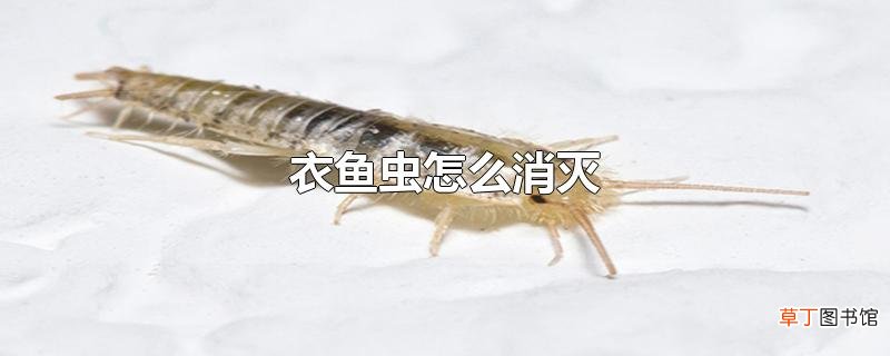 衣鱼虫怎么消灭