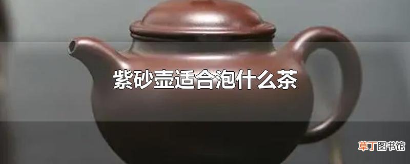 紫砂壶适合泡什么茶