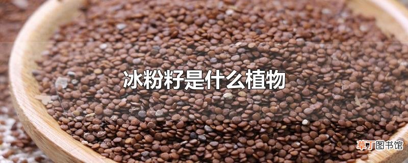 冰粉籽是什么植物