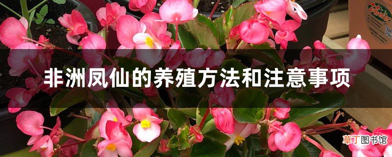 非洲凤仙的养殖方法和注意事项