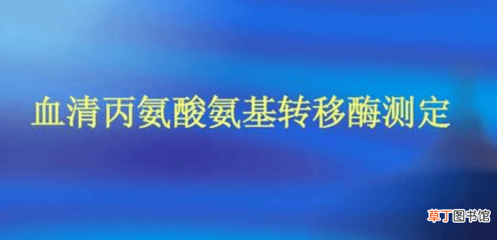 丙氨酸氨基转移酶正常值-丙氨酸氨基转移酶正常值是多少