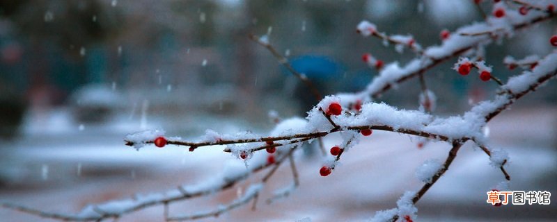 雪梅古诗的意思 雪梅古诗的意思翻译