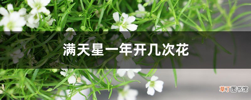 满天星一年开几次花