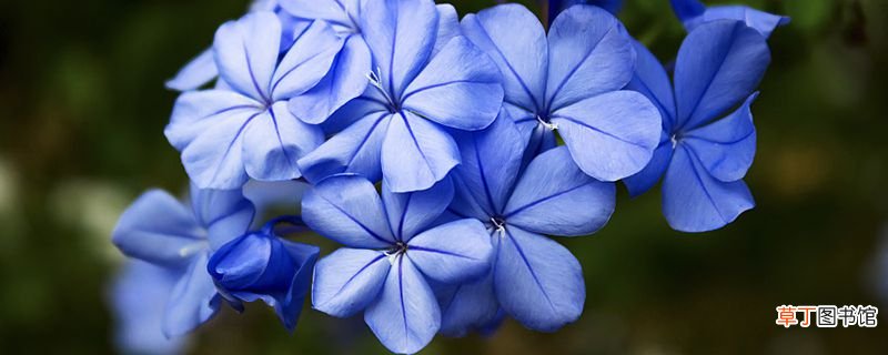 世界上花语最冷漠的花