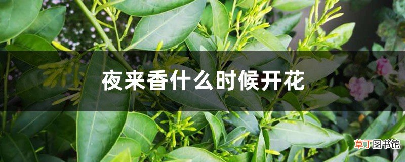 夜来香什么时候开花
