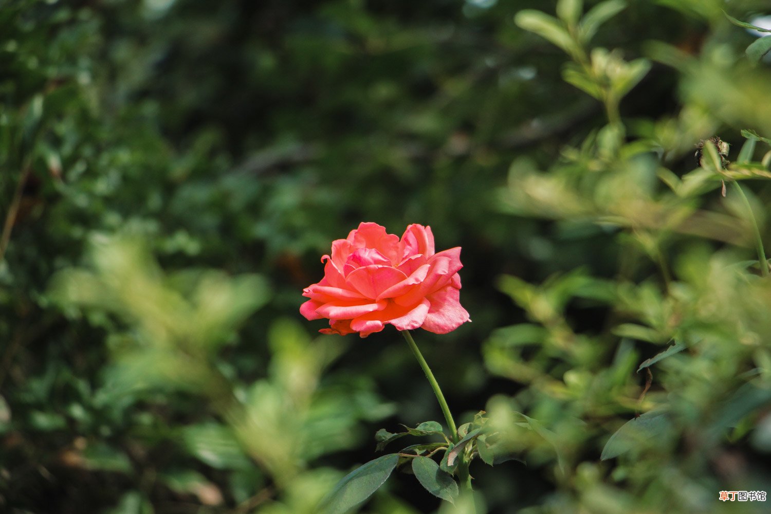 月季花什么时候开