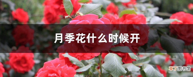 月季花什么时候开