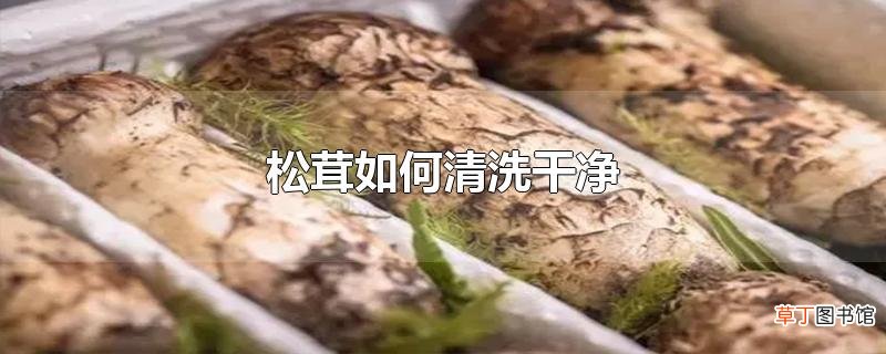 松茸怎么清洗干净