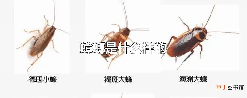 蟑螂是什么样的