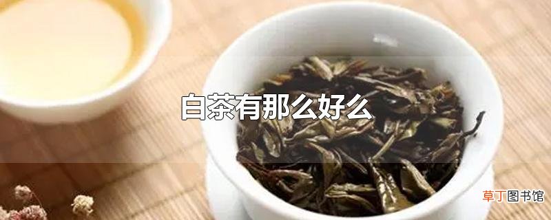 白茶有那么好么