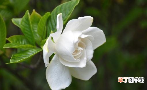 栀子花叶子发黄的原因是什么？