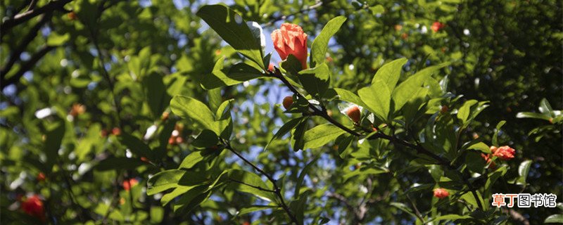 朝花夕拾读后感300字 朝花夕拾让我明白了什么