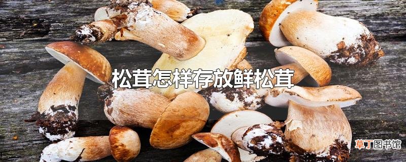 松茸怎样存放鲜松茸