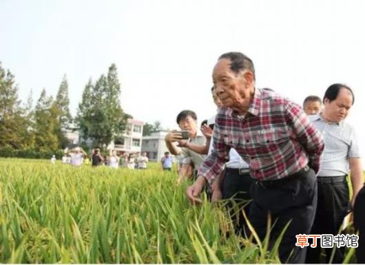 袁隆平的主要贡献是什么 袁隆平逝世日要被设为全国节约粮食日吗