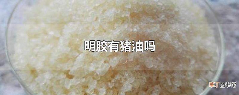 明胶有猪油吗