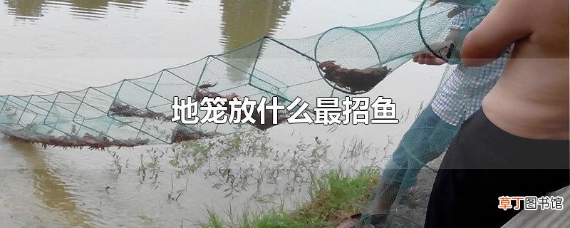 地笼放什么最招鱼