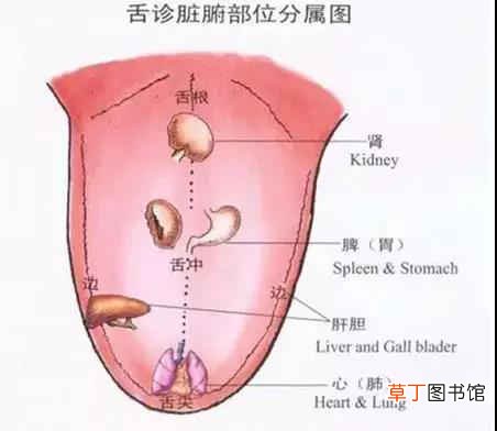 舌头发麻怎么回事-为什么会舌头发麻