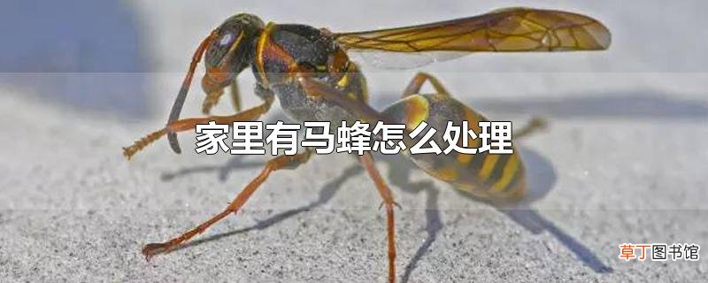 家里有马蜂怎么处理