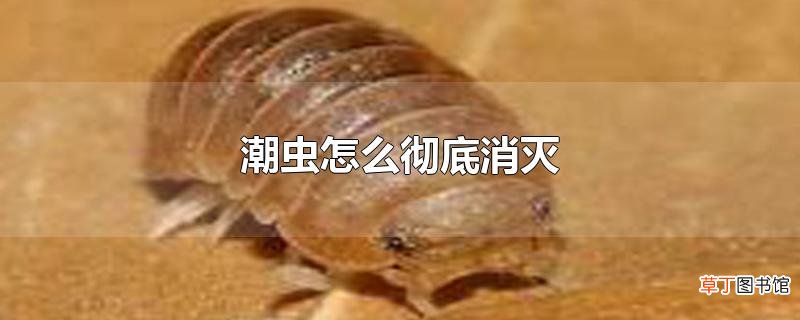 潮虫怎么彻底消灭