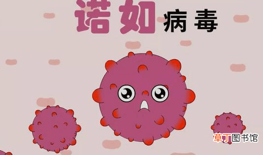 什么是诺如病毒-诺如病毒有什么症状