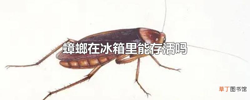 蟑螂在冰箱里能存活吗