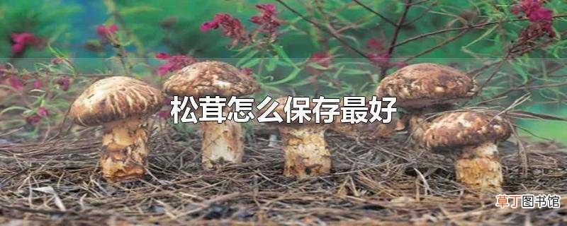 松茸怎么保存最好