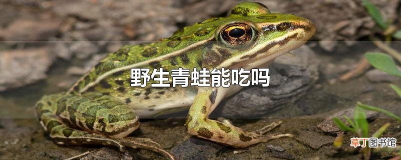 野生青蛙能吃吗