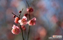 春分寓意好不好 二十四节气春分是什么意思