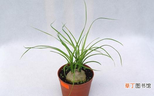 这样种植酒瓶兰可以叶绿形美哦!