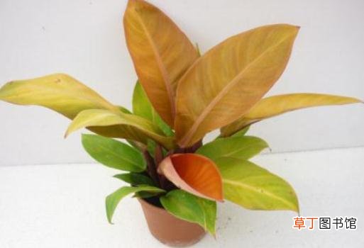 红宝石与绿宝石喜林芋的区分方法