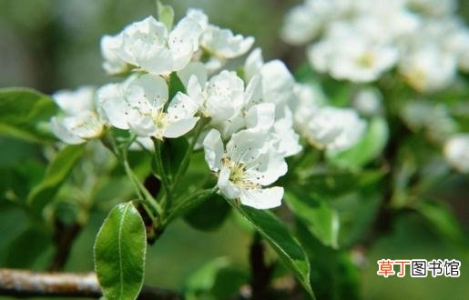 除了自来水还有什么水能浇花？