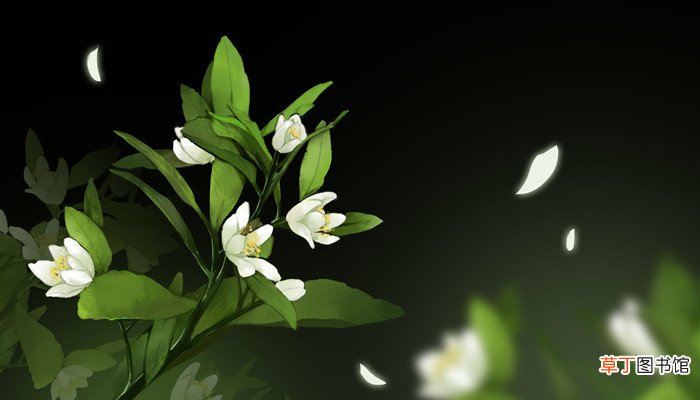 花之歌的主题概括 花之歌讲了什么